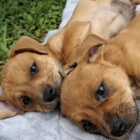 Itajaí tem feira de adoção de cães e gatos no sábado