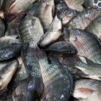 SC barra tilápia do Vietnã para evitar vírus que pode quebrar a aquicultura