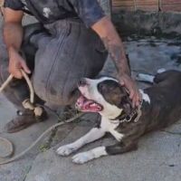 Pitbull é resgatado após donos morrerem em acidente