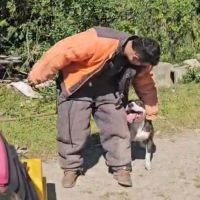 Pitbull é resgatado após donos morrerem em acidente