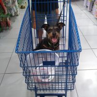 Morre o cãozinho Fiapo, que salvou vida de mãe de santo