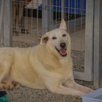 Navegantes faz feira de adoção de cães e gatos