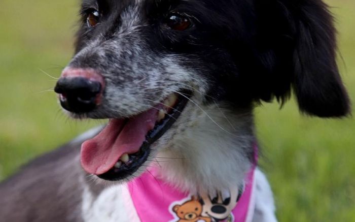 Inseparáveis desde o resgate, as duas aguardam adoção conjunta (Foto: Divulgação)