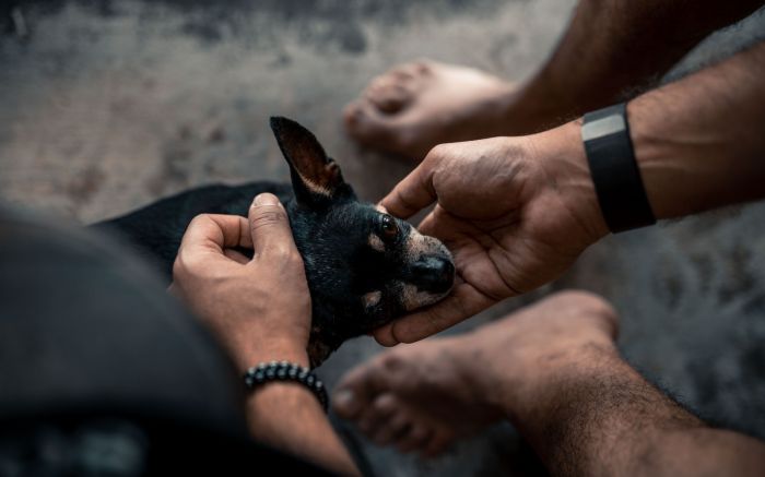 Legenda: Audiência Pública sobre a causa animal aconteceu em novembro (Foto: Envato)