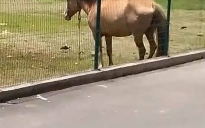 Os cavalos foram vistos perto do Komprão – Ressacada (Foto: Leitor)