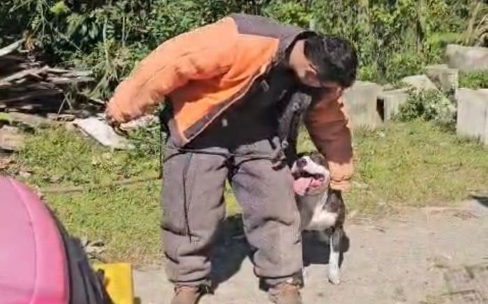 O pitbull precisou ser resgatado de casa após os donos morrerem em acidente (Foto: Divulgação/Prefeitura de Balneário Camboriú)