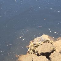 Morador denuncia cheiro forte e contaminação no rio Piçarras