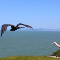 Univali faz primeira soltura do ano de aves resgatadas