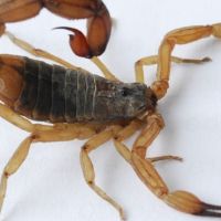 Itapema tem aparecimento de escorpiões venenosos