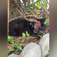 Idosa pede ajuda para gatos doentes; Inis tira o corpo fora