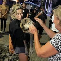 Acidente com Marrom matou dois outros cachorrinhos