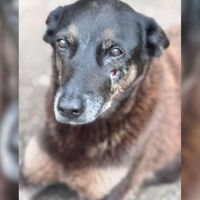 Cachorro é morto a pauladas e judiação causa revolta