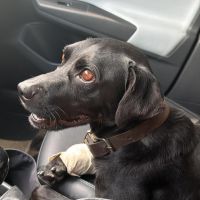 Cão atropelado e levado para tratamento na Uapa pega infecção grave