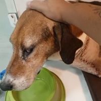 Cão José sobrevive a cirurgia, mas tem uma das patinhas amputada
