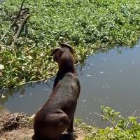 Prefeitura derruba barracos construídos no mangue do rio Camboriú
