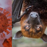 Vírus Nipah preocupa o mundo: qual é o risco real para o Brasil?