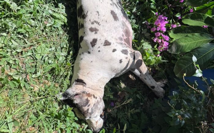 Dogue alemão Lorenzo morreu eletrocutado ao encostar na cerca que caiu de uma creche (Foto: Leitor)