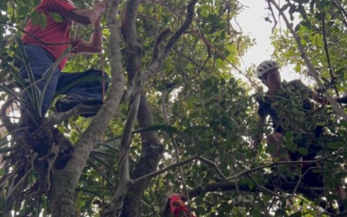 Piloto ficou pendurado em árvore e foi resgatado pelos bombeiros