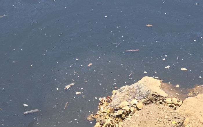 Um morador denunciou o cheiro forte, peixes mortos e uma possível contaminação no rio Piçarras (Foto: Leitor)