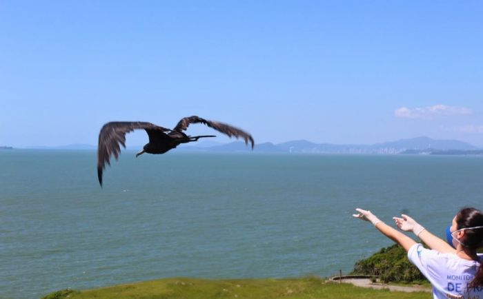 De volta ao céu, fragatas resgatadas retomam o voo livre na Praia Vermelha (Foto: Divulgação/Univali)