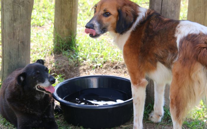 Ideia é fortalecer serviço e facilitar o acesso da população às castrações (Foto: Arquivo/Divulgação)