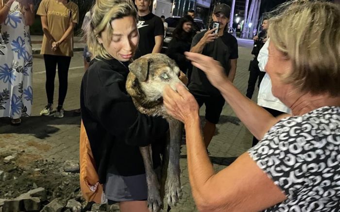 Marrom, idoso e cego, segue internado e tutor precisa de ajuda 
(foto: divulgação)