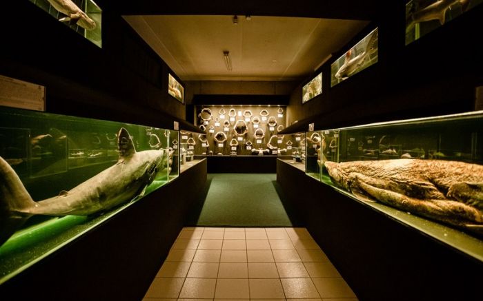 Museu Oceanográfico da Univali comemora 39 anos com meia-entrada para todos (Foto: Divulgação/Univali)