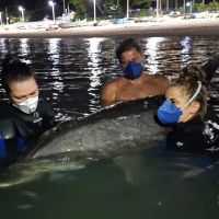 Morre golfinho encalhado na praia do Trapiche