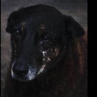 "Necessidade de apontar culpado a qualquer preço", diz defesa de acusado da morte de Orelha