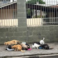 Morador alerta para 16 gatos desabrigados depois de demolição de casa