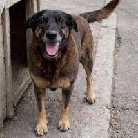 Punição prevista em lei pra maus-tratos a animais funciona no Brasil?