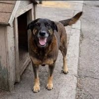 MP pede exumação do corpo do cão Orelha