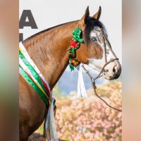 Égua de Itajaí é bicampeã em uma das maiores exposições de Crioulos do Brasil