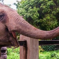 Justiça mantém elefanta do antigo zoo do Beto Carrero em Penha