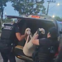 Homem é preso e delegado pede internação de adolescentes por morte de cão