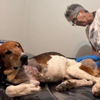 Tutora e veterinários mostram a incrível evolução do cão José