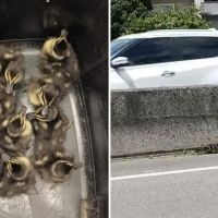 PRF salva mamãe marreco e nove filhotinhos na BR 101