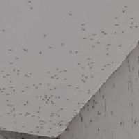 Aposentada enfrenta nuvem de mosquitos em casa