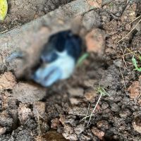 Doguinha é enterrada viva com cinco filhotinhos na barriga