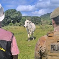 Operação mira farra do boi com multa de até R$ 20 mil