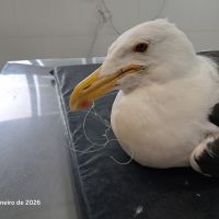 Gaivota come anzol e morre