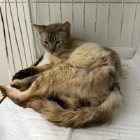 Itajaí amplia tratamento contra "doença do gato" após explosão de casos