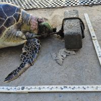 Tartaruga é encontrada morta com bloco de concreto amarrado na cabeça