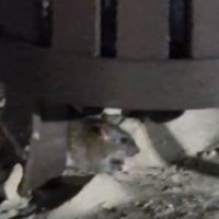 Morador denuncia ratos na Brava depois de ser contaminado por leptospirose