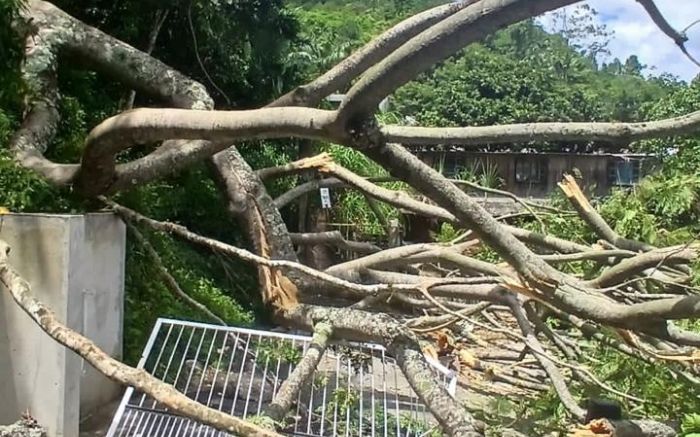 Queda de garapuvu por sorte não atingiu ninguém