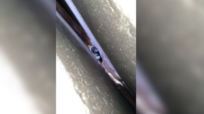 Filhote ficou preso e foi salvo por equipes do Corpo de Bombeiros de Itajaí