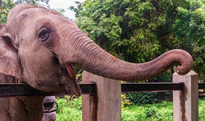 Elefanta vive há quase 30 anos no complexo turístico em Penha (Foto: Divulgação)