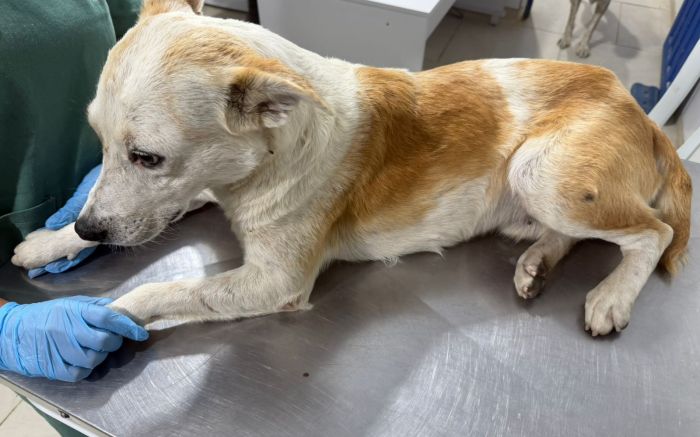 Raposa foi recolhido por ordem judicial após morte de Bode (Foto: Divulgação)