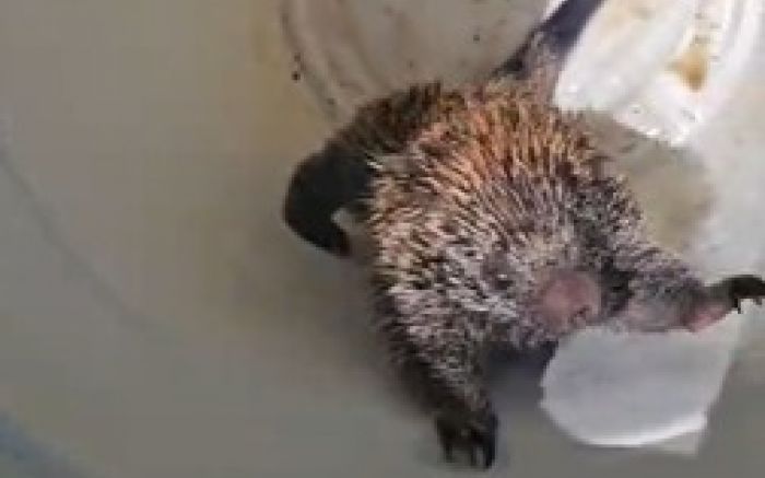 Ele foi resgatado em segurança e levado pra natureza (Foto: Divulgação/GMI)