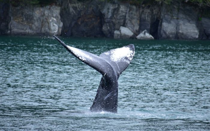 Observador da ONG Orca embarca no MSC Poesia para monitorar o comportamento das baleias (Foto: Divulgação)
